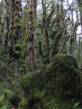 rainforest_mossy_trees1.jpg