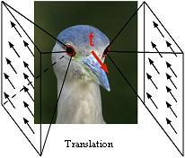 birdhead.jpg