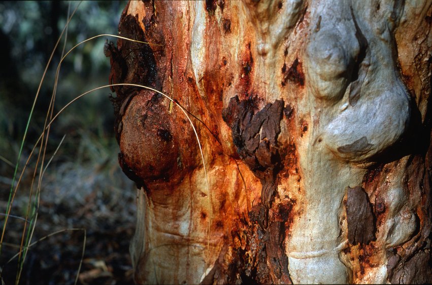 BlackMt_Red_Gum_and_Grass.jpg
