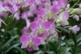 Singapore_orchidsIMG_0414.jpg