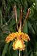 Singapore_orchidsIMG_0444.jpg