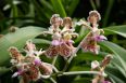 Singapore_orchidsIMG_0461.jpg