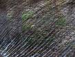 palm_mesh.jpg