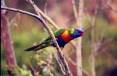 bird_rosella11.jpg