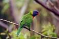 bird_rosella2.jpg