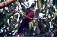 bird_rosella5.jpg