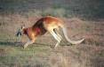 red_kangaroo.jpg