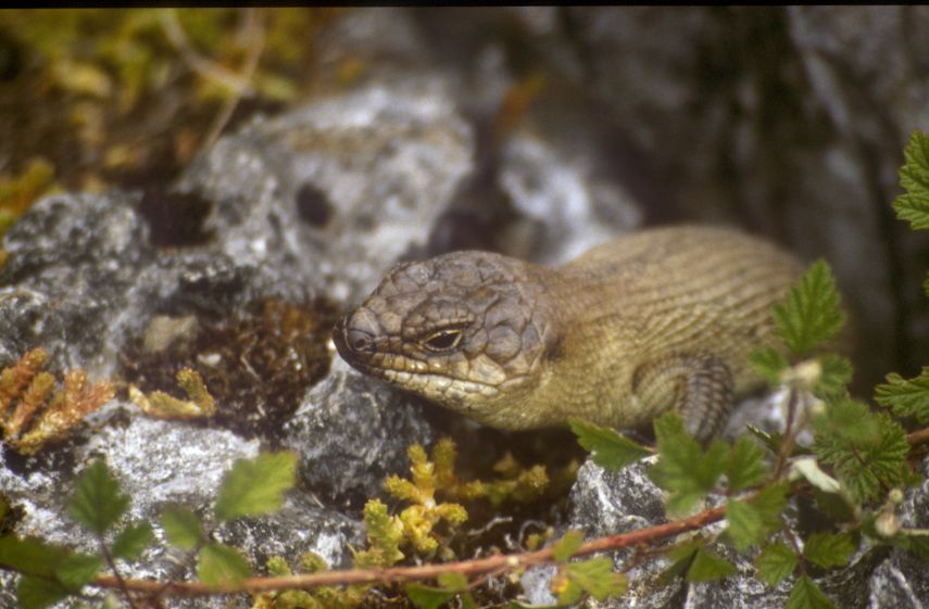 k2_lizard.jpg