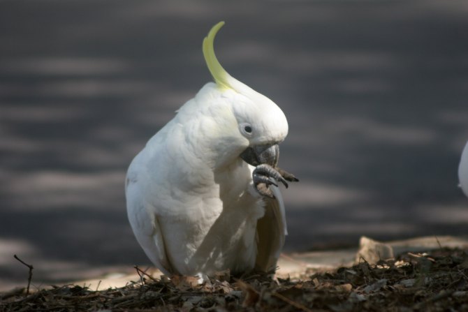 Cockatoo eating