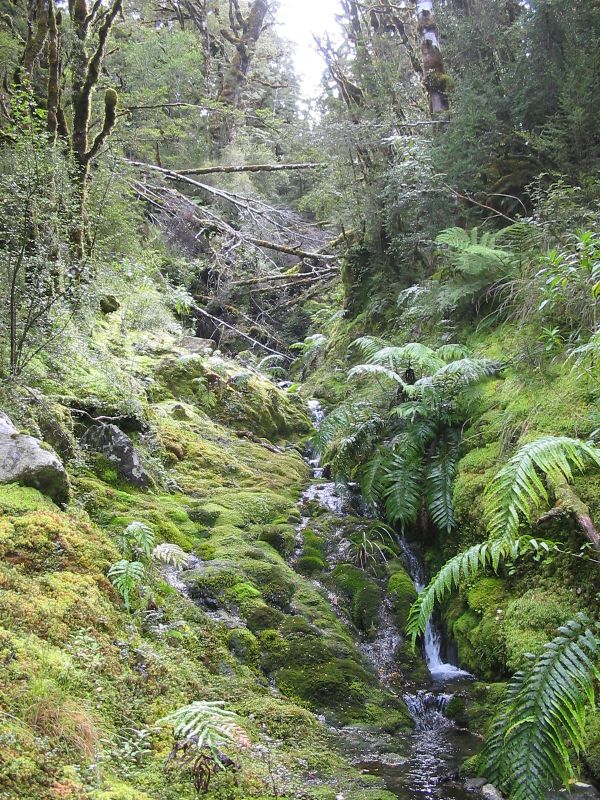 mossy_cascade1.jpg