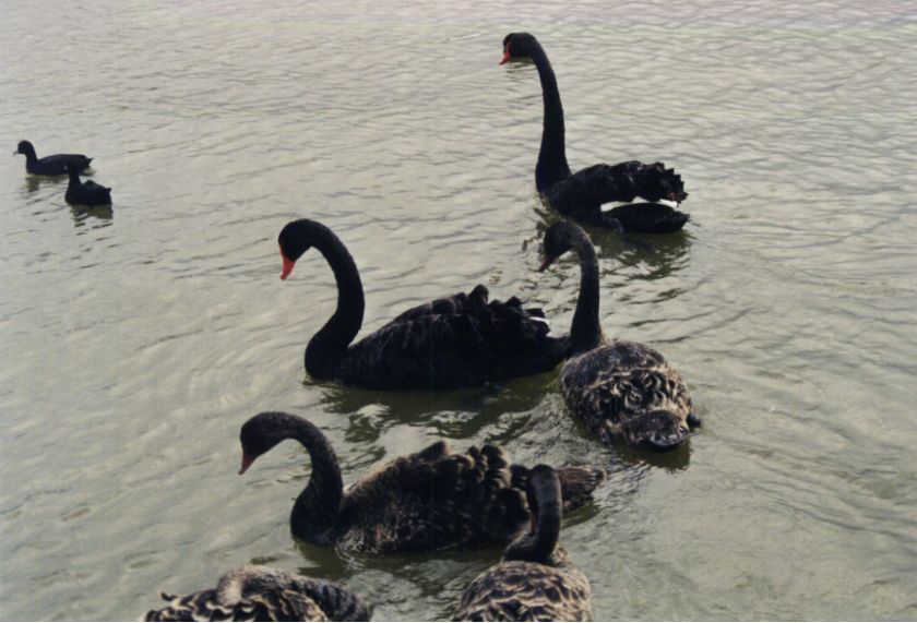 Black Swans