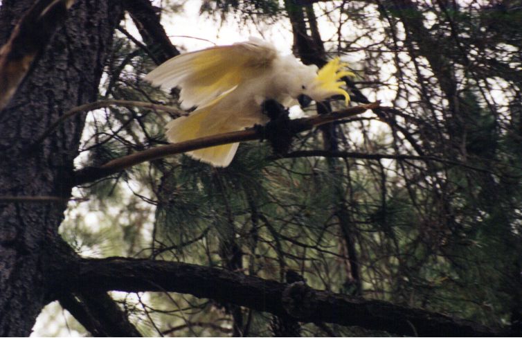 Cockadoo