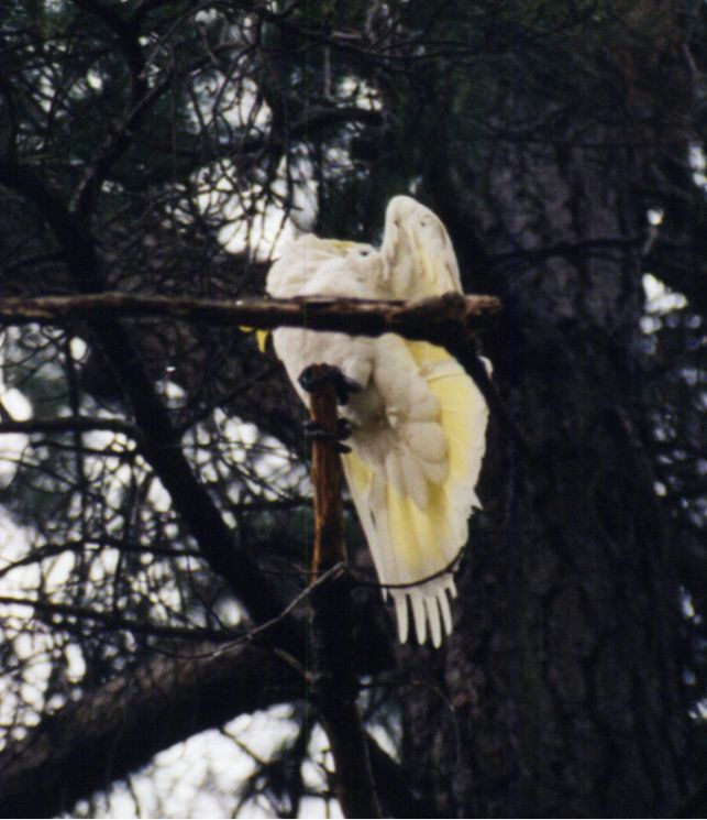 and again Cockadoo