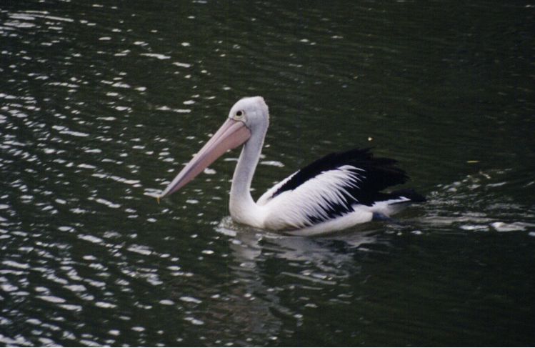 Pelikan on Lake Burley Griffin