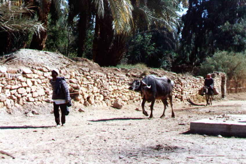04bacharia.jpg