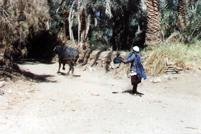 05bacharia.jpg