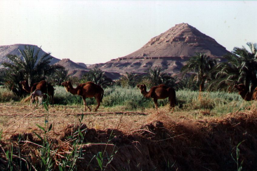 12bacharia.jpg