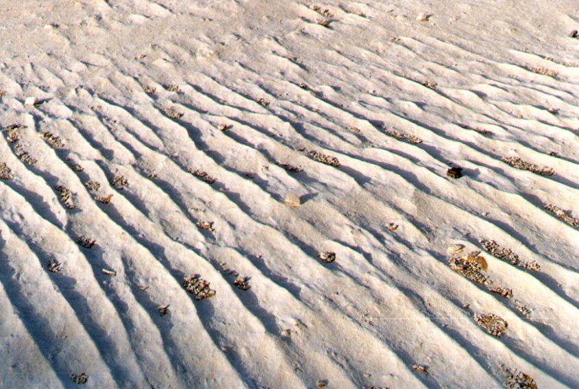 12whitedesert.jpg