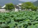 DSC00237.JPG
